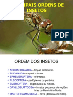 Principais Ordens Dos Insetos