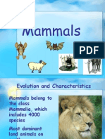 Mammals