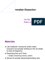 Mammalian Dissection: The Rat