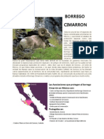 Borrego Cimarron