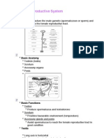 Equine Male Reproductive System