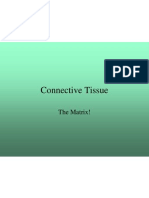 3b Connective Tissue