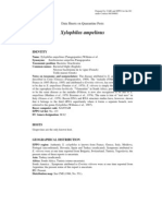 Xylophilus Ampelinus: Data Sheets On Quarantine Pests