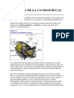 Anatomía de La Cavidad Bucal