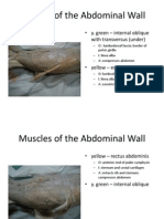 Bio 25 Lab - Cat Muscles