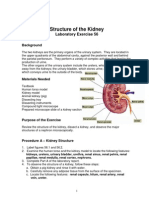 Structure of The Kidney Lab PDF