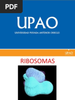 Ribosomas