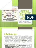 Endotelio Vascular y La Circulación de Los Leucocitos