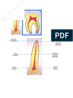 Anatomía Topográfica de La Cavidad Pulpar