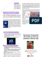 Neuromito: El Desarrollo Del Cerebro Se Da en Los Primeros 3 Años de Vida