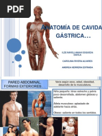 Anatomía de Cavidad Gástrica