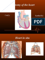 Cardiac Anatomy