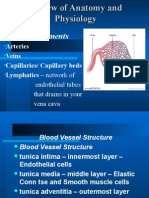 Vascular System