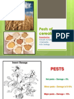 Pests of Cereals