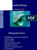 Chondrichthyes