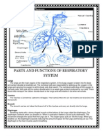 Parts and Functions of Respiratory System.