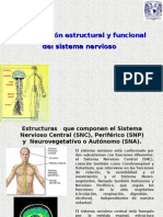 Organizacion Estructural y Funcional Del Sistema Nervioso