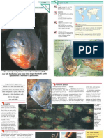 Wildlife Fact File - Fish - Pgs. 1-10