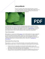 Process of Photosynthesis