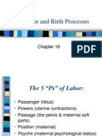 Labor and Birth Processes