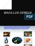 Bacillus Cereus