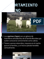 'Presentacion Caprinos PDF