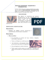 Informe de Microsporum