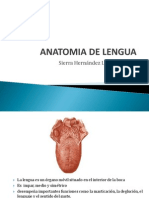 Anatomia de Lengua