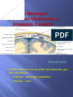 Meninges