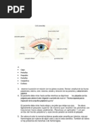 Cejas