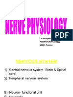 Nerve Physiology