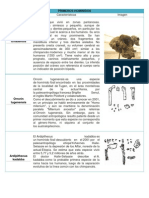 Primeros Hominidos