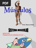 Sistema Muscular