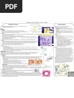 Histology of CNS