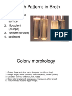 Colony Morphology