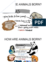 How Animals Are Born