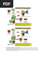 El Experimento de Van Helmont