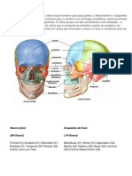 Material de Estudo Anatomia