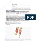 Funciones Del Sistema Muscular