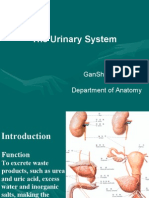 The Urinary System: Gansheng-Wei Department of Anatomy