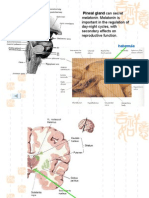 Cerebellum & Diencephalon