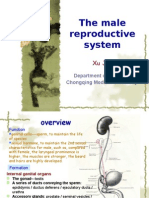 The Male Reproductive System