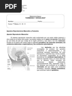 Guia Septimos Hormonas y Sexualidad