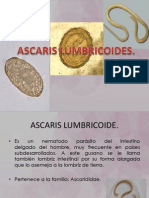 Presentacion Ascaris L.