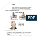 Articulacion Del Tibiotalar