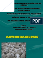 Actinobacilosis