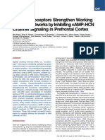 A 2A-Adrenoceptors Strengthen Working Memory Networks by Inhibiting cAMP-HCN Channel Signaling in Prefrontal Cortex