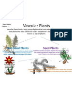 Vascular Plants