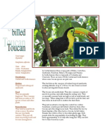 Infosheetkeelbilledtoucan