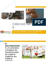 Powerpoint Nr. 5 - Importância Dos Decompositores